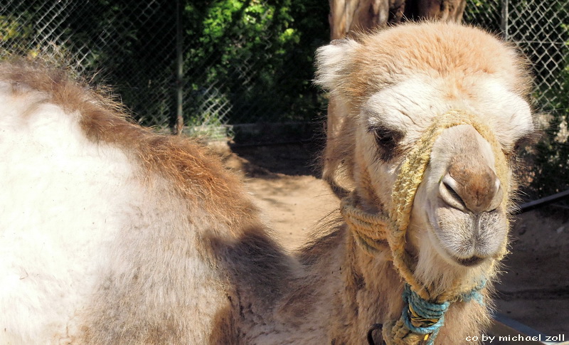 Kamel in Tunesien